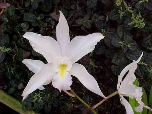 Laeliocattleya Nina Bonita 'Barbara'